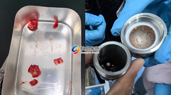 宋慈多樣品組織研磨儀顯神威|大鼠頭骨RNA提取輕松搞定！